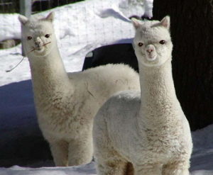 高２・1/17  大学受験の塾・藤井セミナー 伊川谷教室【偏差値30からでも関関同立に合格する塾！】