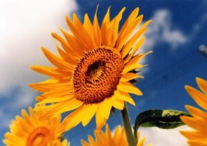 2021年度　夏期講習のお知らせ　受験生（外部生向け）