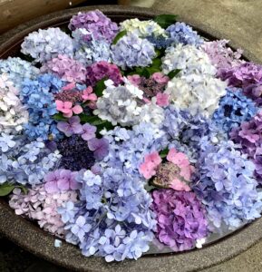 梅雨の始まり☂️夏への仕込み☀️