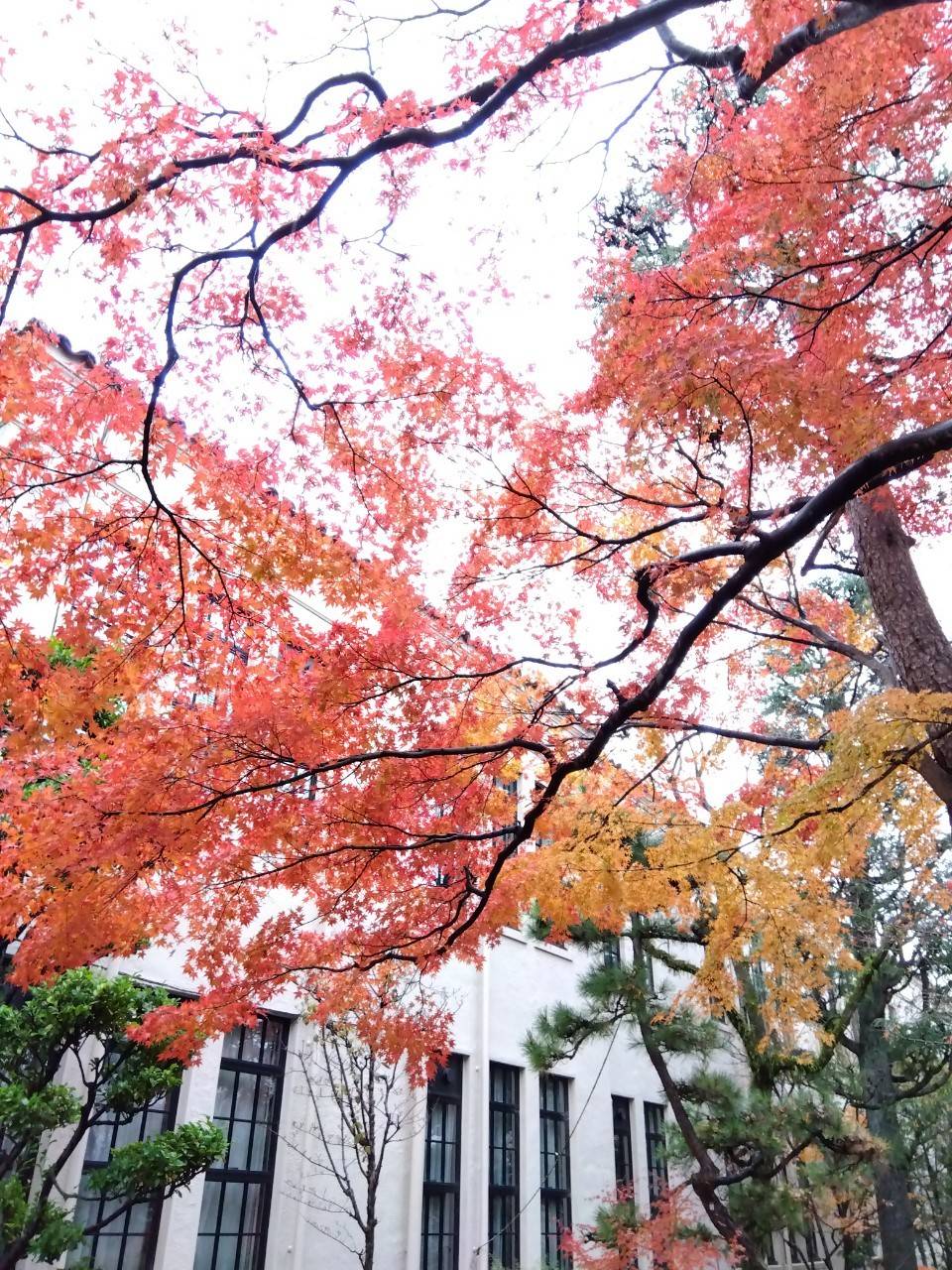 🍁秋の入塾キャンペーン実施中🍁