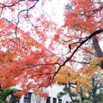 🌰🌛秋の入塾キャンペーン実施中🌛🌰