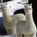 高２・1/16  大学受験の塾・藤井セミナー 三宮教室【偏差値30からでも関関同立に合格する塾！】