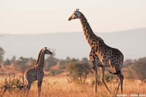 関係代名詞が分かれば、人生が変わる！（英語が苦手な高校生の為の大学受験）